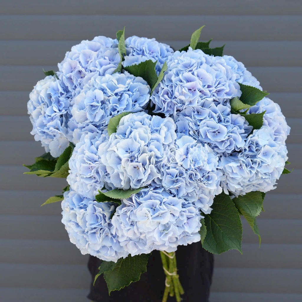 ý Nghĩa Hoa Cẩm Tú Cầu